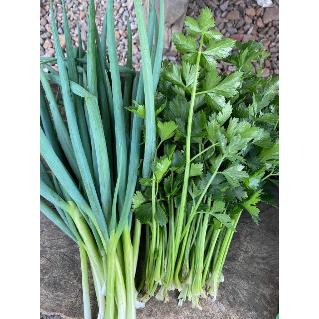 Daun Bawang / Seledri