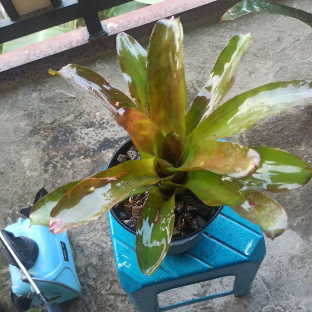 Bromelia Black Diamond
