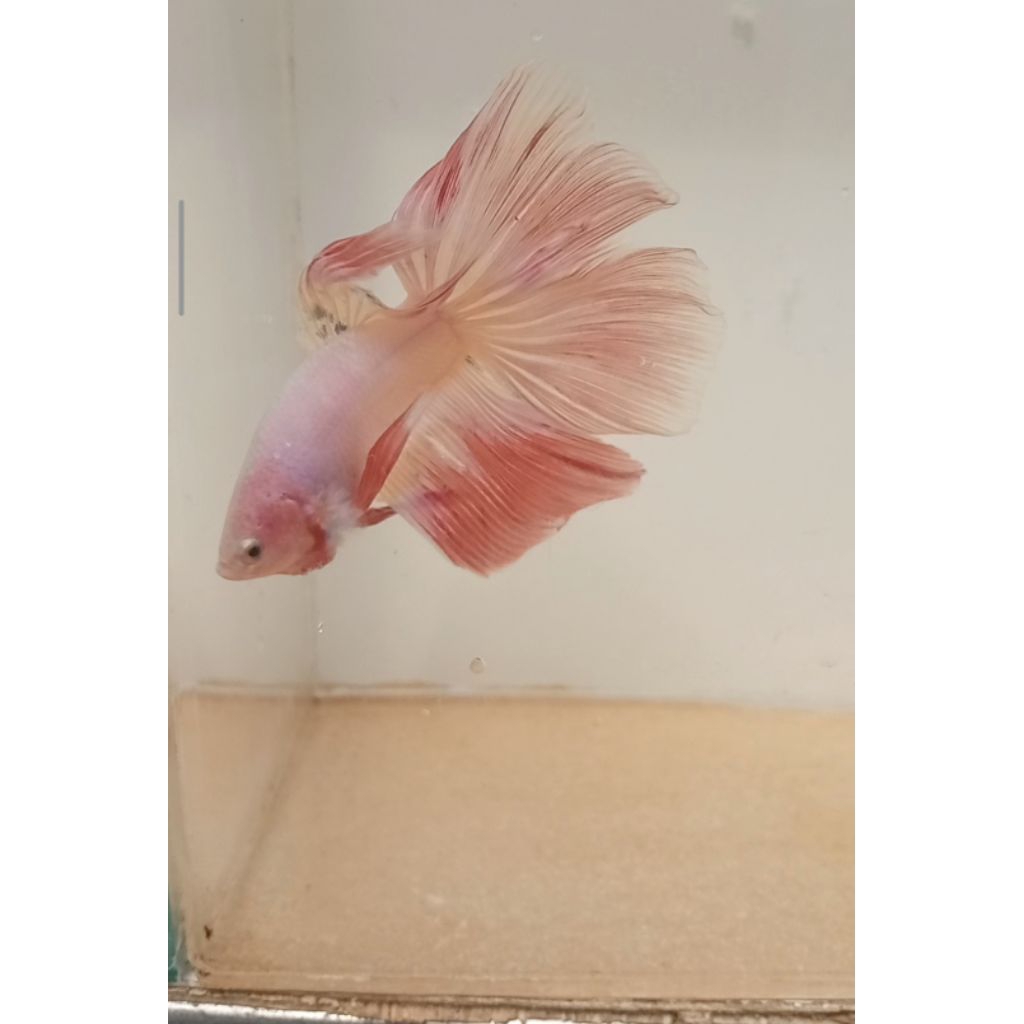 cupang halfmoon pink