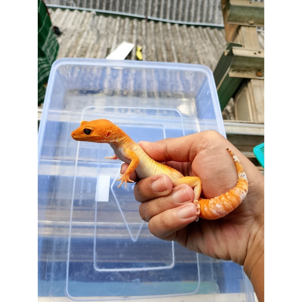 "Mainan Gecko" Shtctb Dark Tangerine 3 F