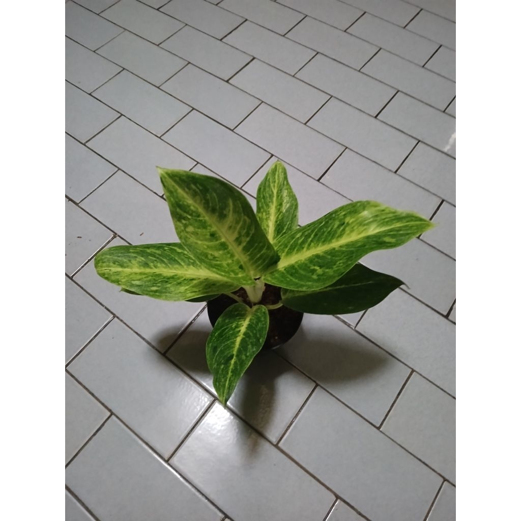 Aglaonema sundrop