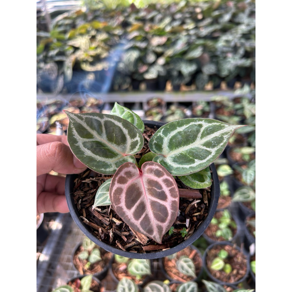 tanaman/planst Anthurium red tiger x docblock