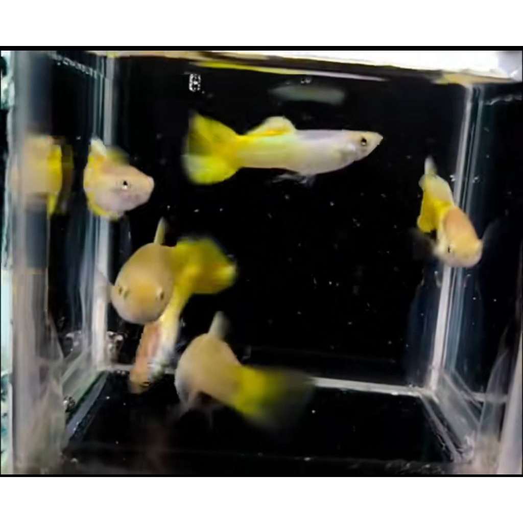 Yellow Guppy Sepasang