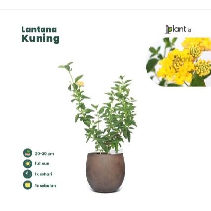 Lantana Kuning
