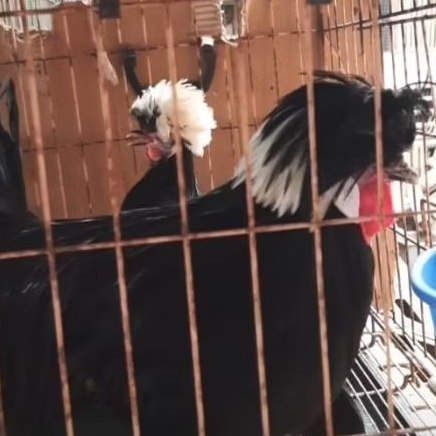 sepasang poland wcb ayam hias polan ori