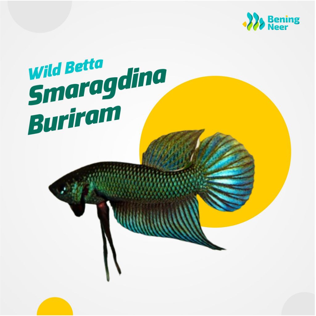 [Bening Neer] Wild Betta - Smaragdina Buriram