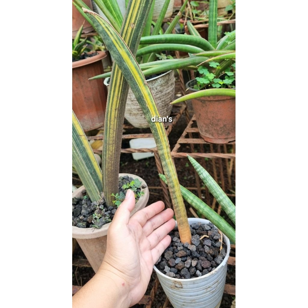 tanaman hias sansevieria baseball variegata anakan bkn stek daun panjang 40cm