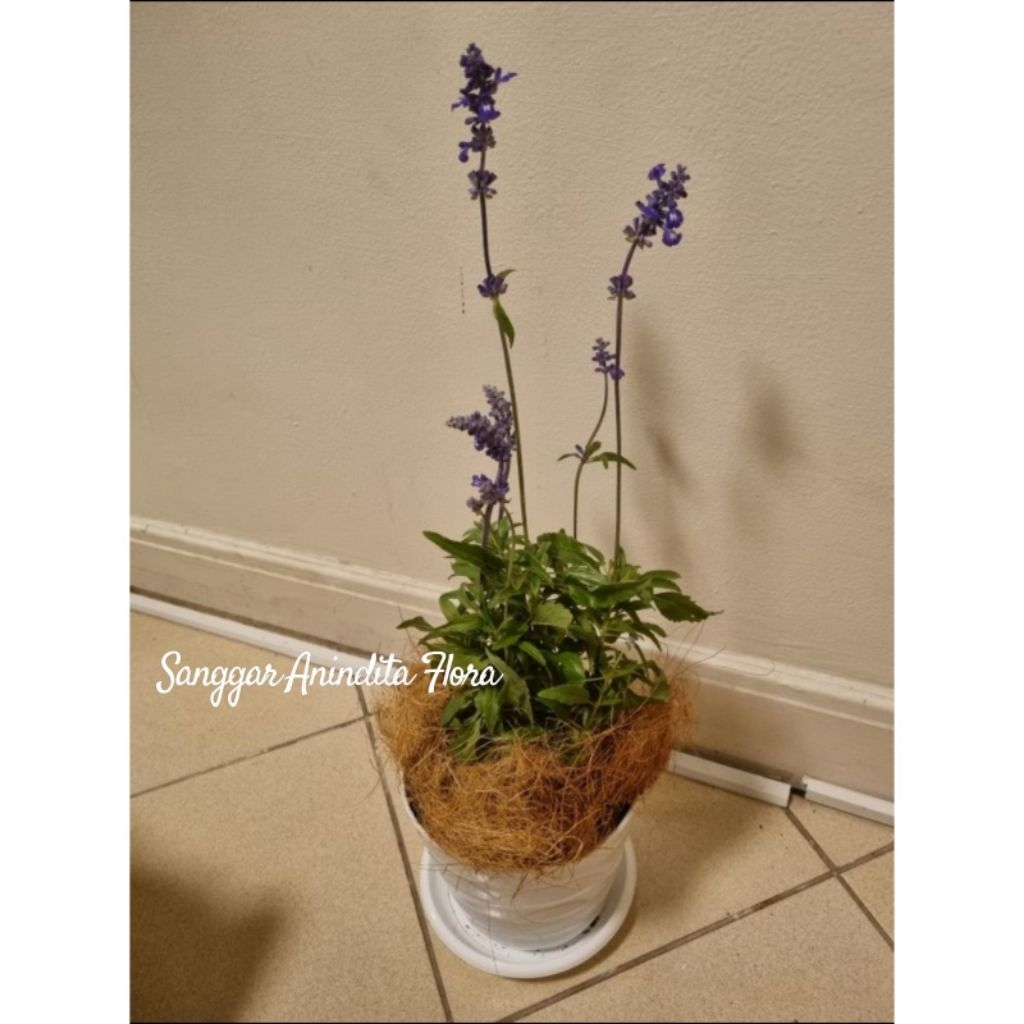 tanaman hias bunga lafender laffandula + pot putih