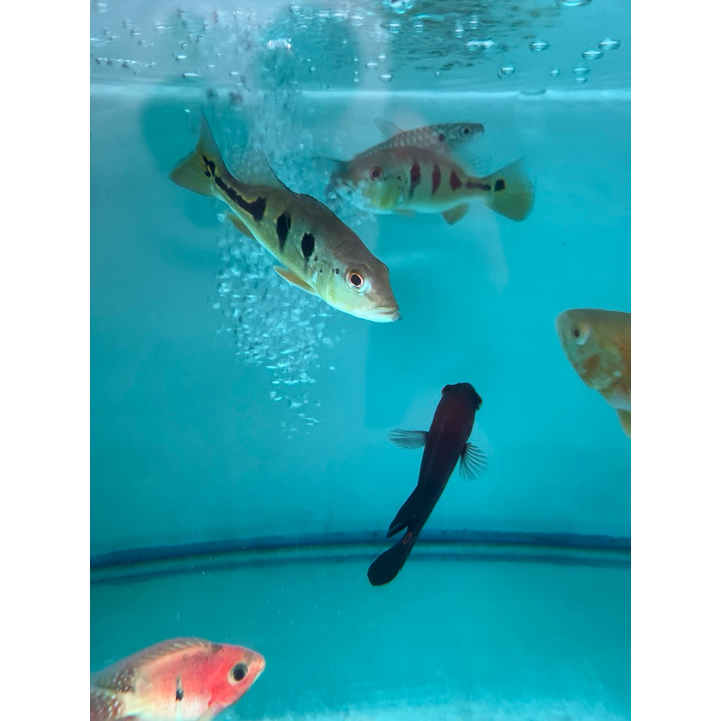 pbass orinoco
