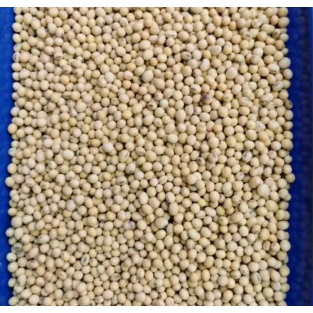 kacang kedelai lokal termurah