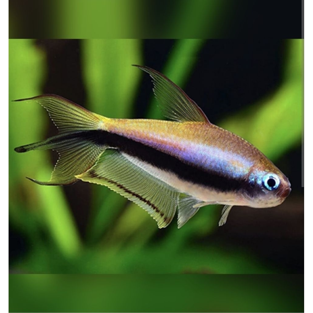 ikan Emperor Tetra hias Palmery Palmeri Tetra hiasan aquascape dan aquarium tankmate