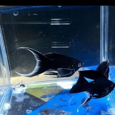 terlaris, Molly Blue Elektrik, Moli blue elektrik, Akuarium ikan hias