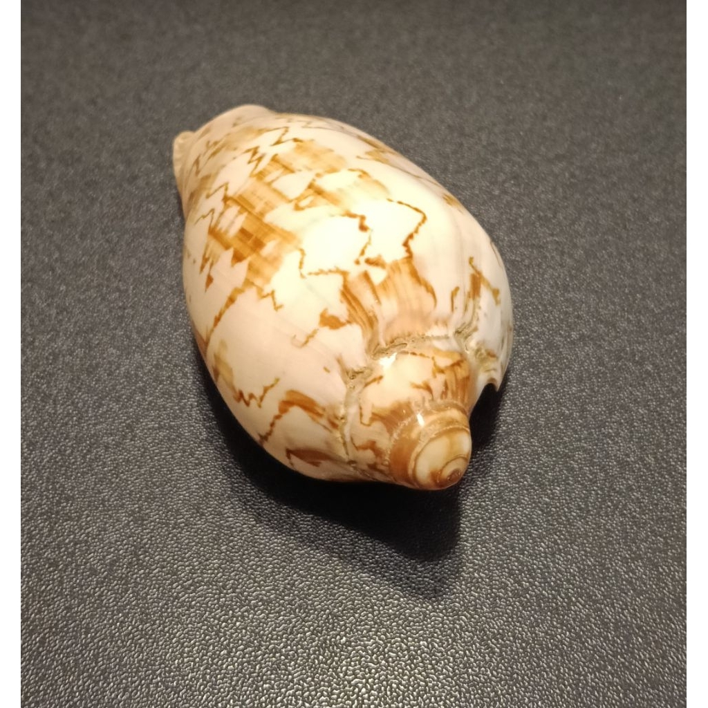 Hiasan Keong Laut