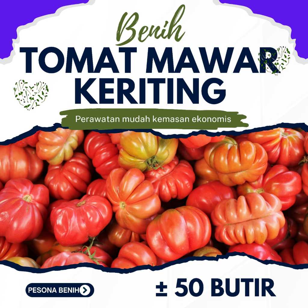 Benih Tomat Mawar Isi 50 Butir | Bibit Tomat Mawar Unggul Produktif Buah Merah Segar Mudah Ditanam