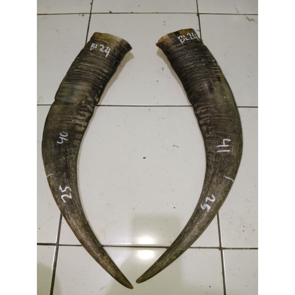 tanduk kerbau bule/putih