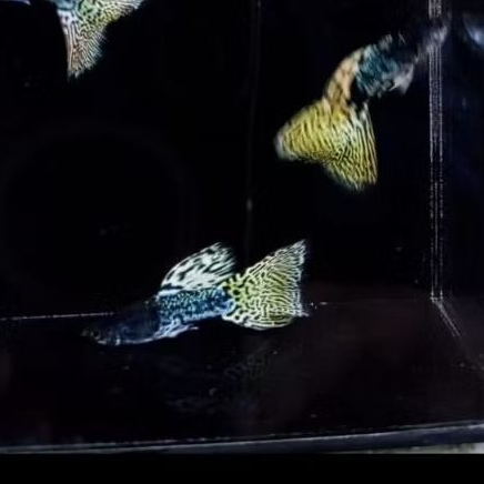 Dekorasi aquarium Guppy YTKC