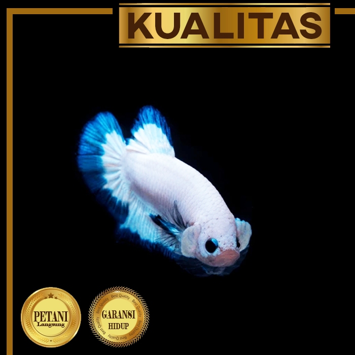 Cupang Jantan Blue Rim Plakat Ikan Hias Aquascape Hiasan Aquarium Tanaman Air