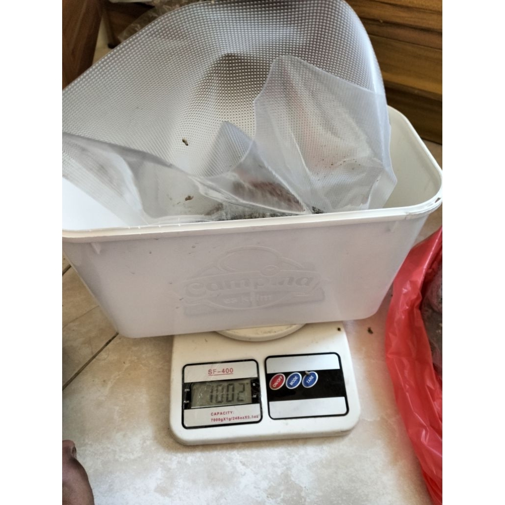 TERMURAH BUNDLING KUPANG SEGAR FROZEN FOOD FRESH ASLI ALAMI 2,5 kg