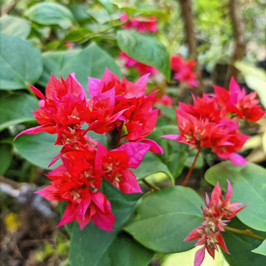 Bougenville hawai merah fanta