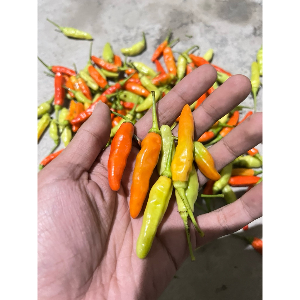SAYUR TW - Cabe Rawit Merah Segar 100gr Cocok Untuk Masakan Anda