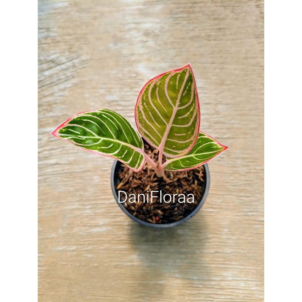 Aglaonema Minion Anakan