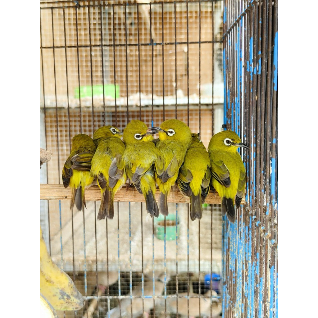 Riwikan Pleci Bustomi buxtoni rawatan jamin jantan