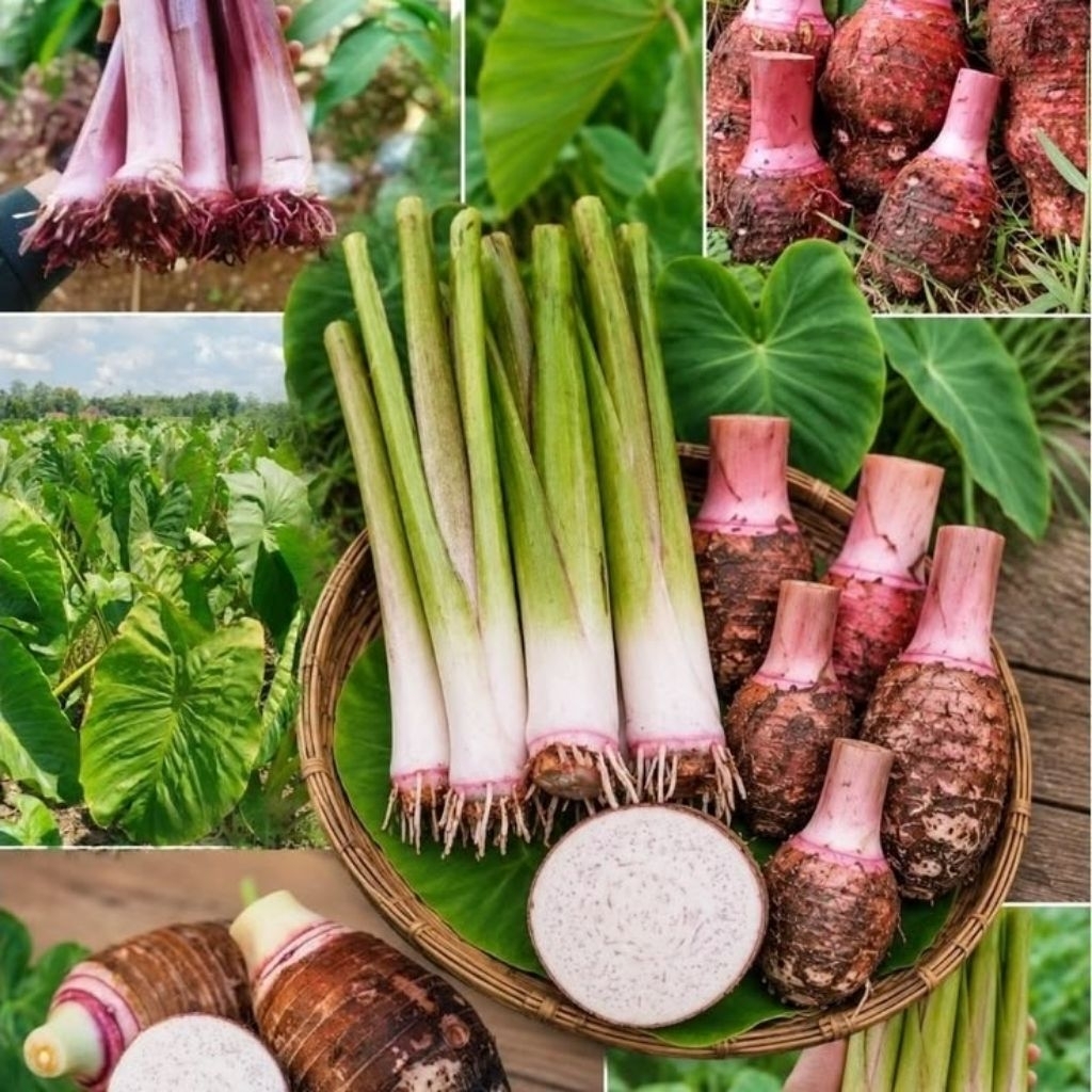 [PREMIUM] Umbi Talas Bogor Asli (Talas Sutra) 1Kg Pulen