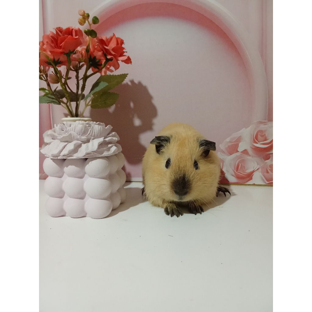 Marmut California Betina Guinea Pig Marmut Hias