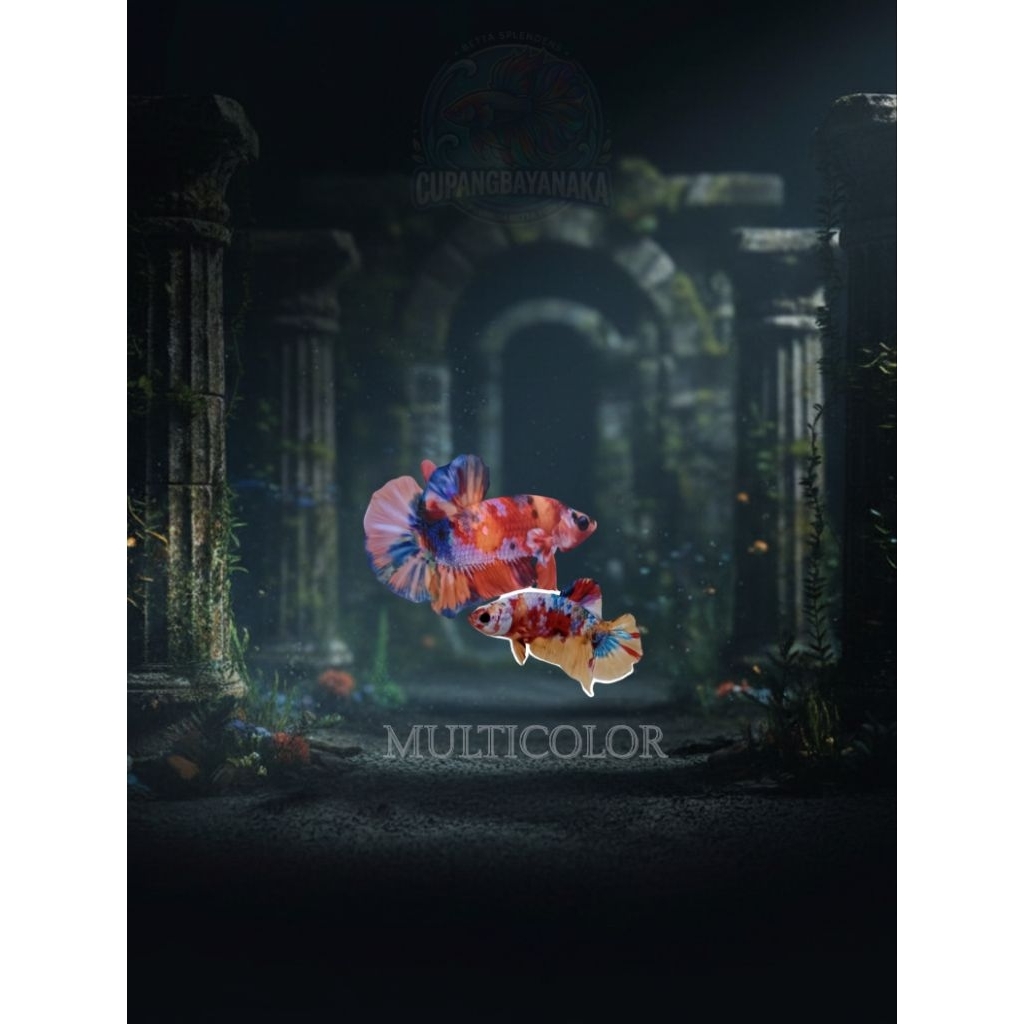 Indukan Ikan Cupang Plakat Koi Multicolour Galaxy dengan Warna Balance