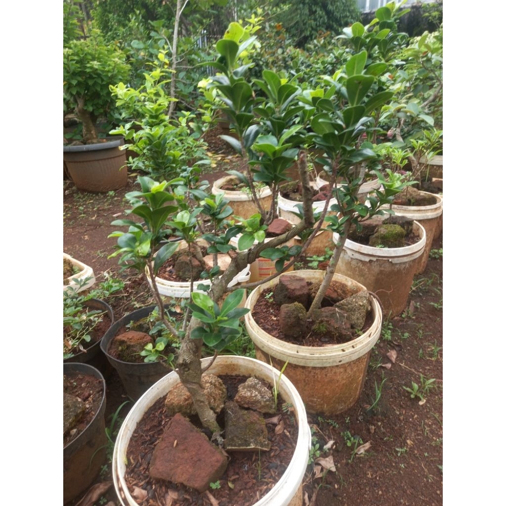 Bonsai Beringin kompakta