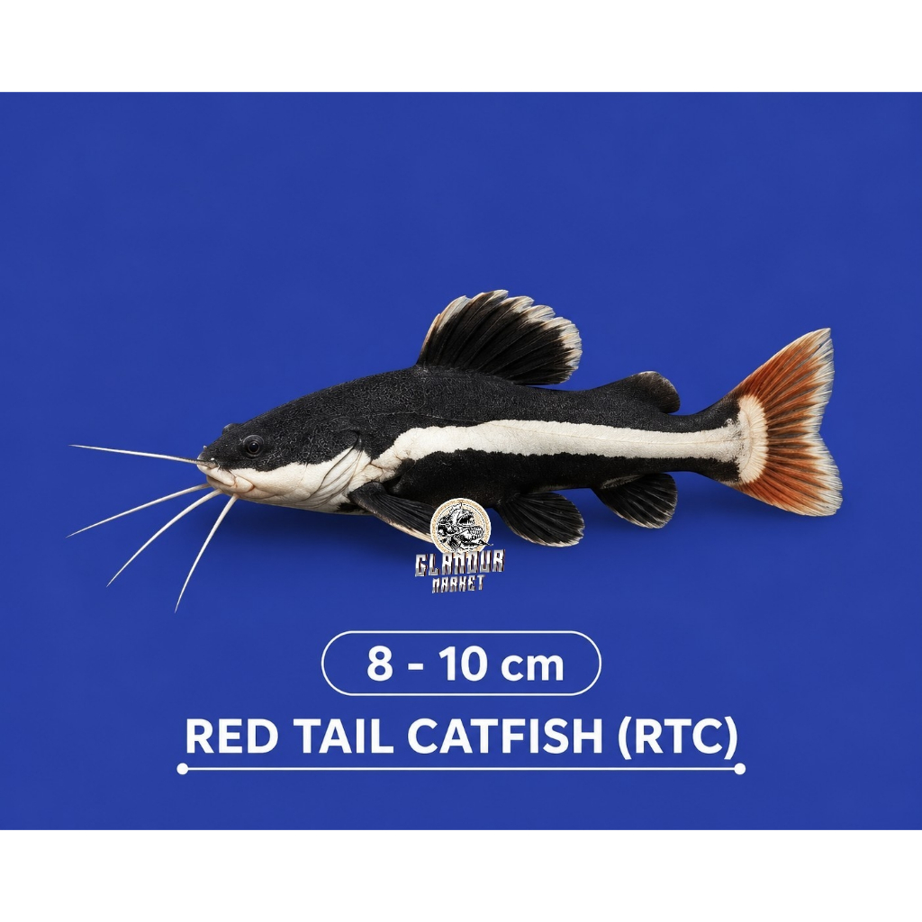 Red tail Catfish/RTC 7-9cm