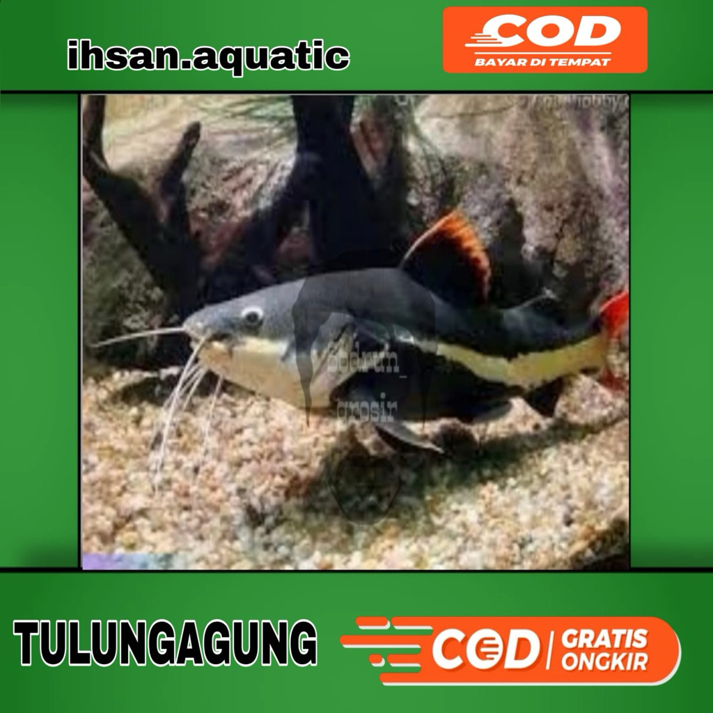 predator fish ikan red tiger cat fish RTC tank mate