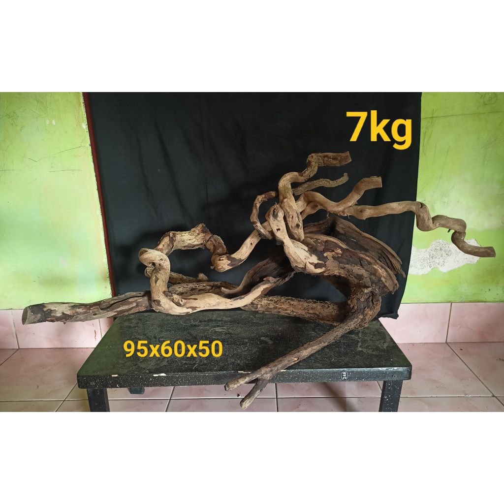 kayu keringan santigi laut