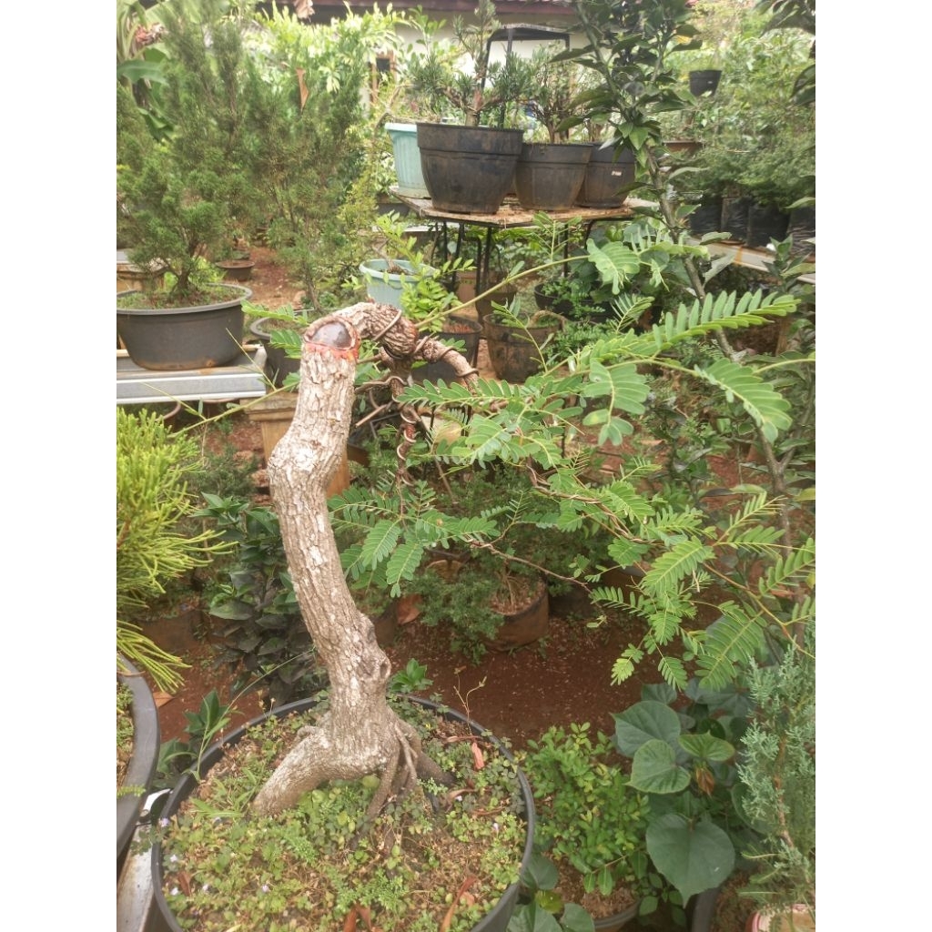 Bonsai Asem Jawa