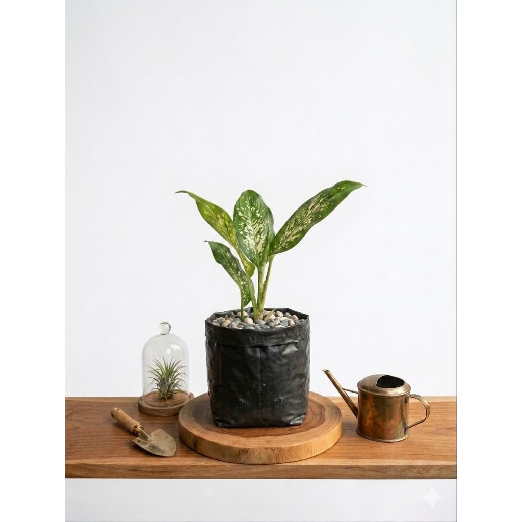 Bibit Bunga Hias Aglonema Sri Rejeki Beras Tumpah (Umbi/Bonggol)