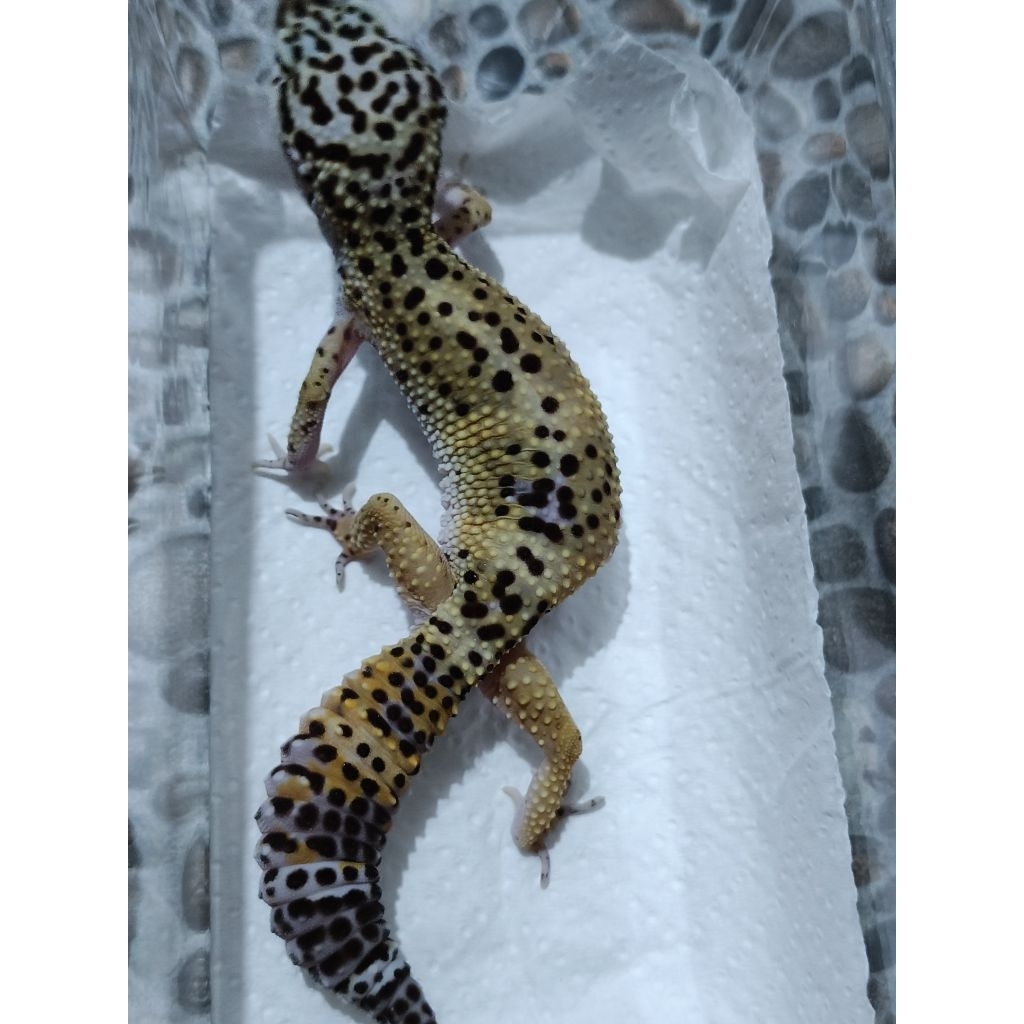 MAINAN GECKO BLACK NIGHT PH TREMPER ADULT
