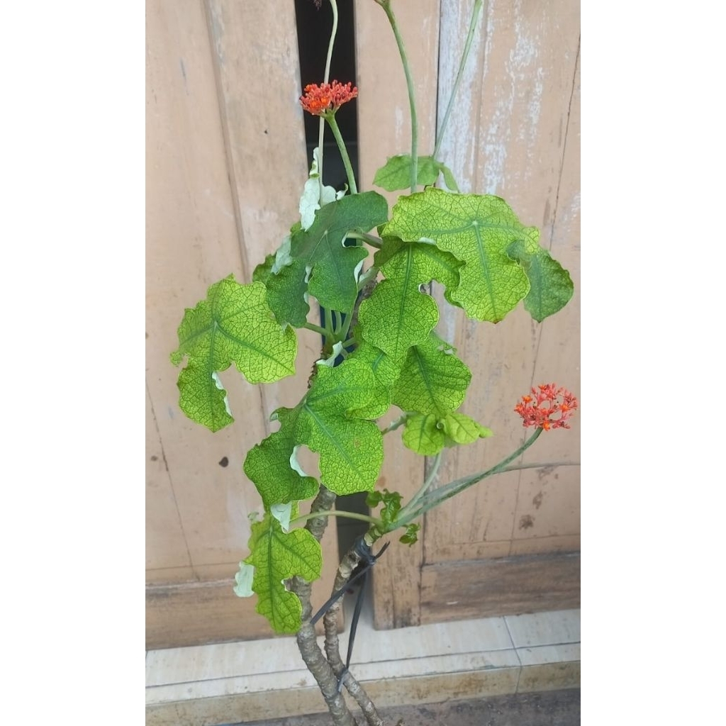 Tanaman Jarak Botol caudex 8cm tinggi pohon 1 meter