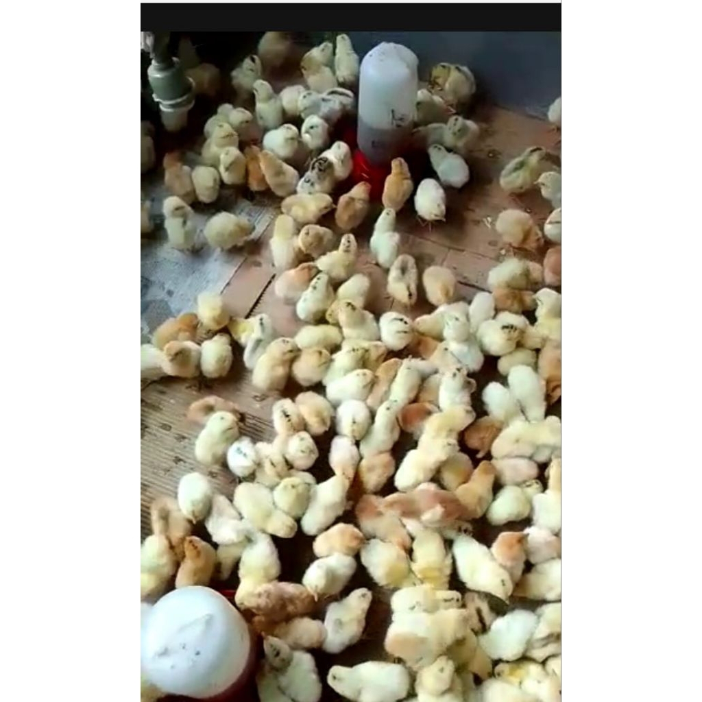 Doc Ayam Elba