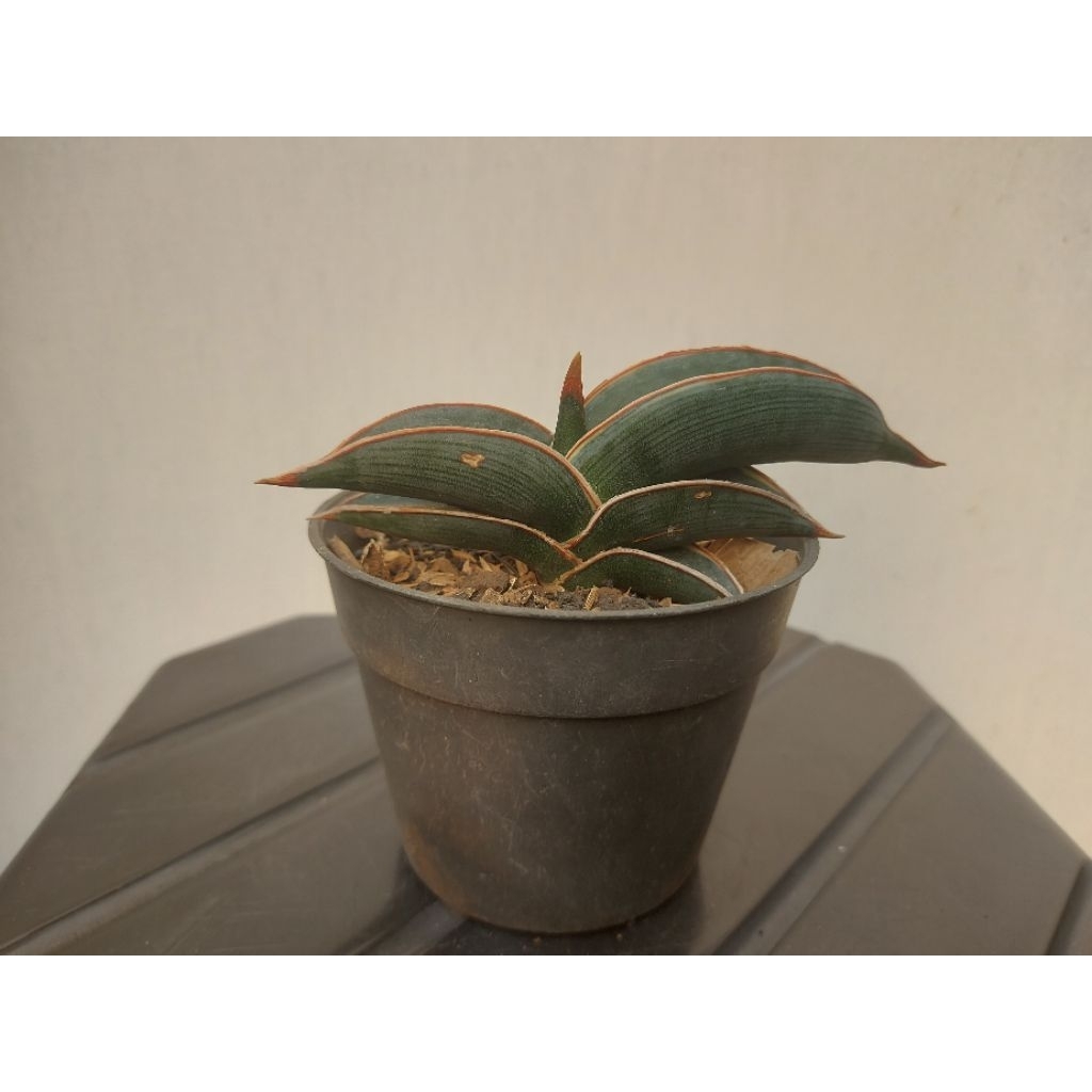 S. rorida (varigata dikit)