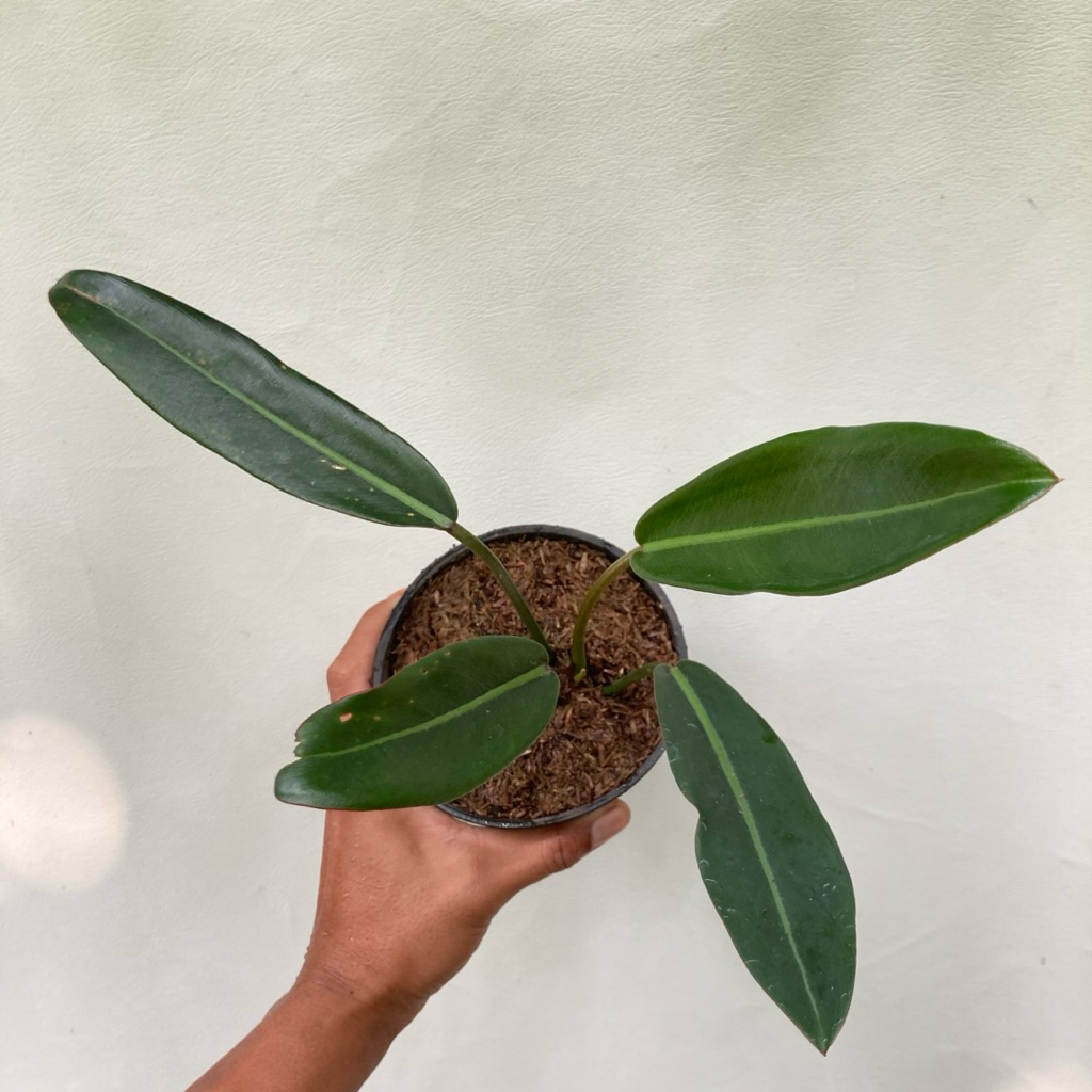 Philodendron Callosum / Tanaman hias / Indoorplant