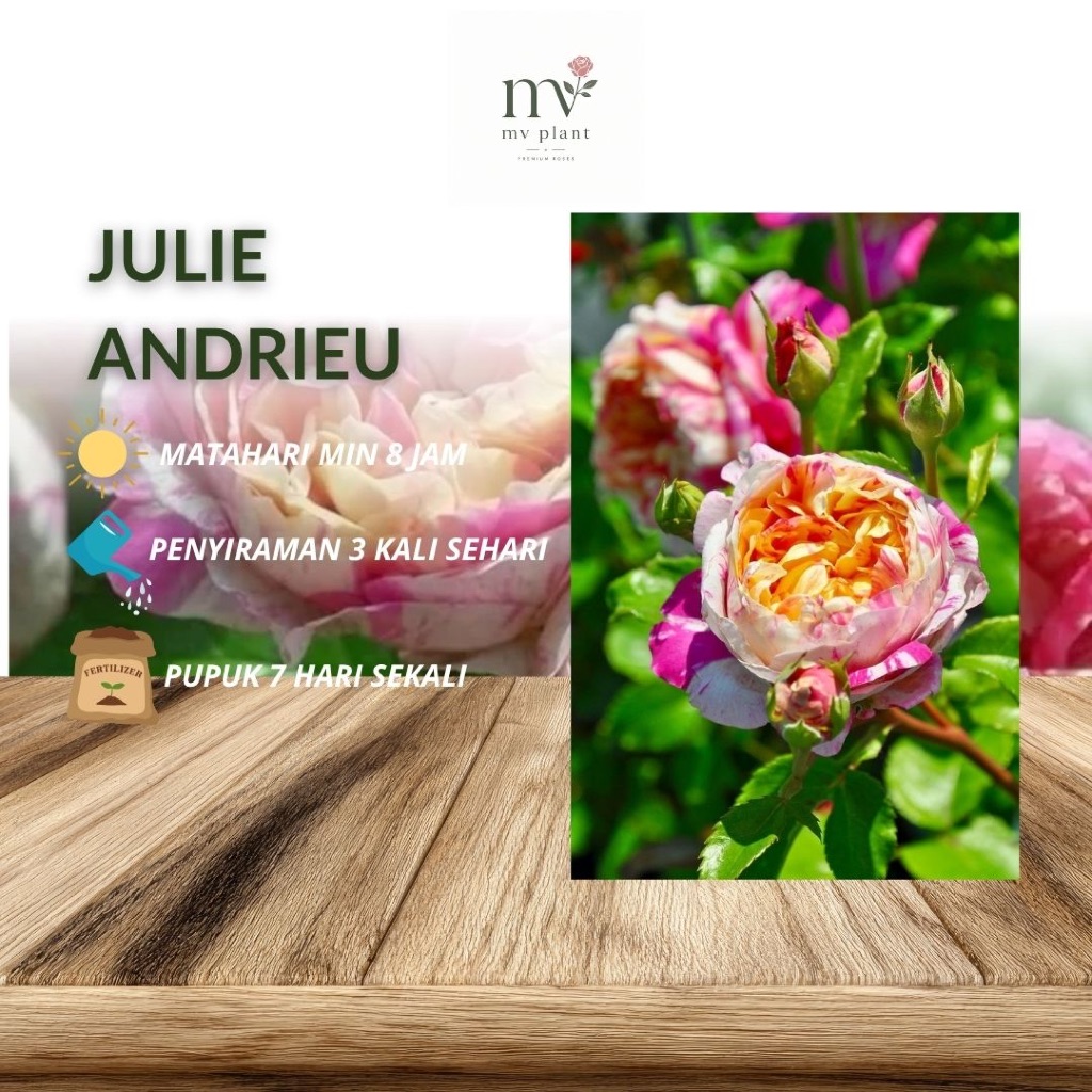 Mawar Import Julie andrew- Mawar Rambat Wangi- mawar rambat- climbing rose