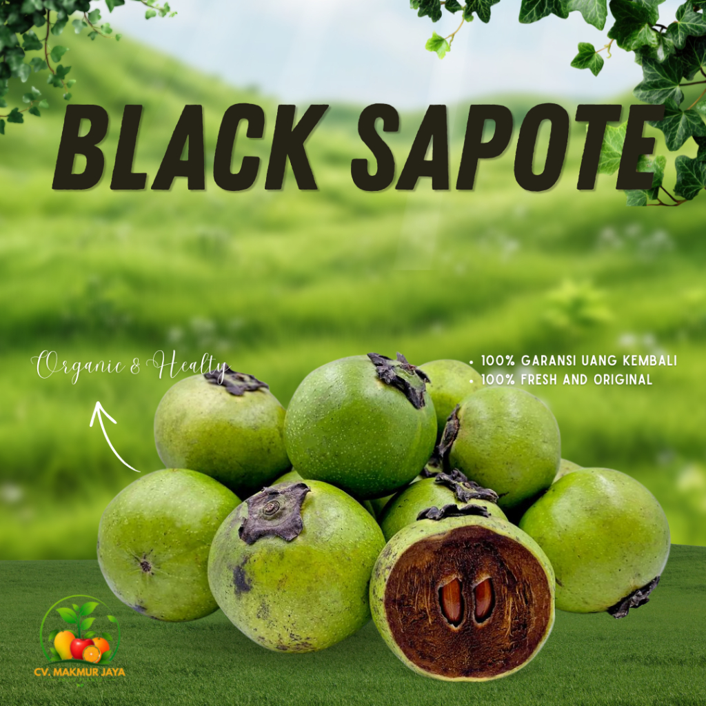 CV. BMJ - Bibit Buah Black Sapote Hasil Okulasi Ketinggian 50-80CM