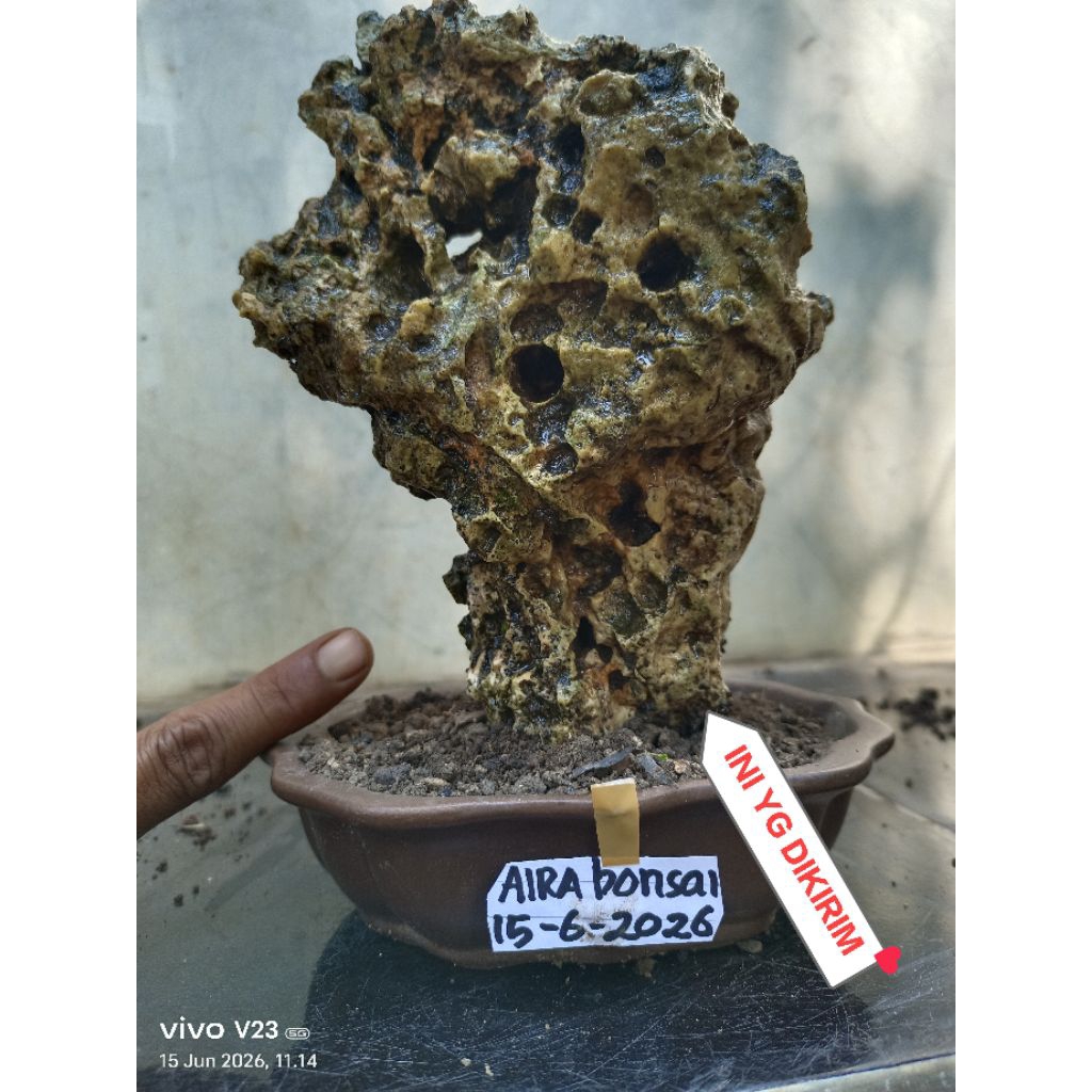 batu gunung untuk bonsai penjing