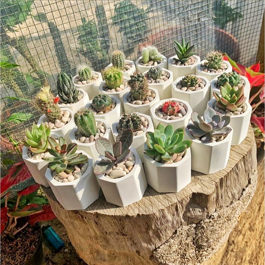 POT SEMEN MINI HEXAGONAL EGIYU07, POT KAKTUS, POT SUKULEN, TEMPAT LILIN, SOUVENIR, HIASAN CANTIK