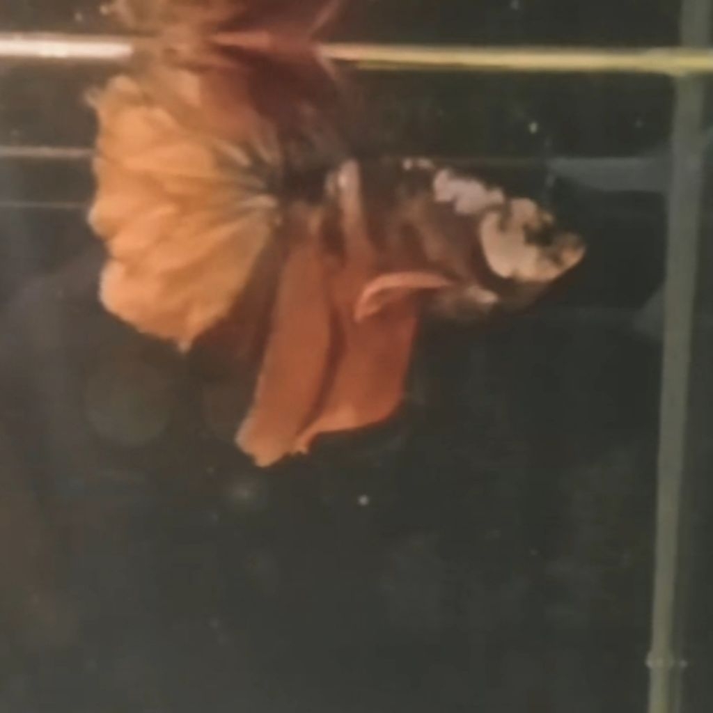 Cupang Halfmoon Nemo (Real Pick 100%)