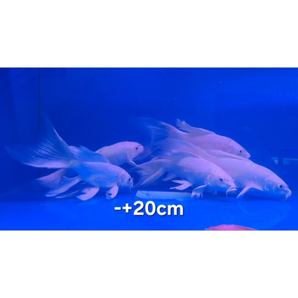 Hiasan Mainan Akuarium Koi Blitar Platinum Slayer -+20cm