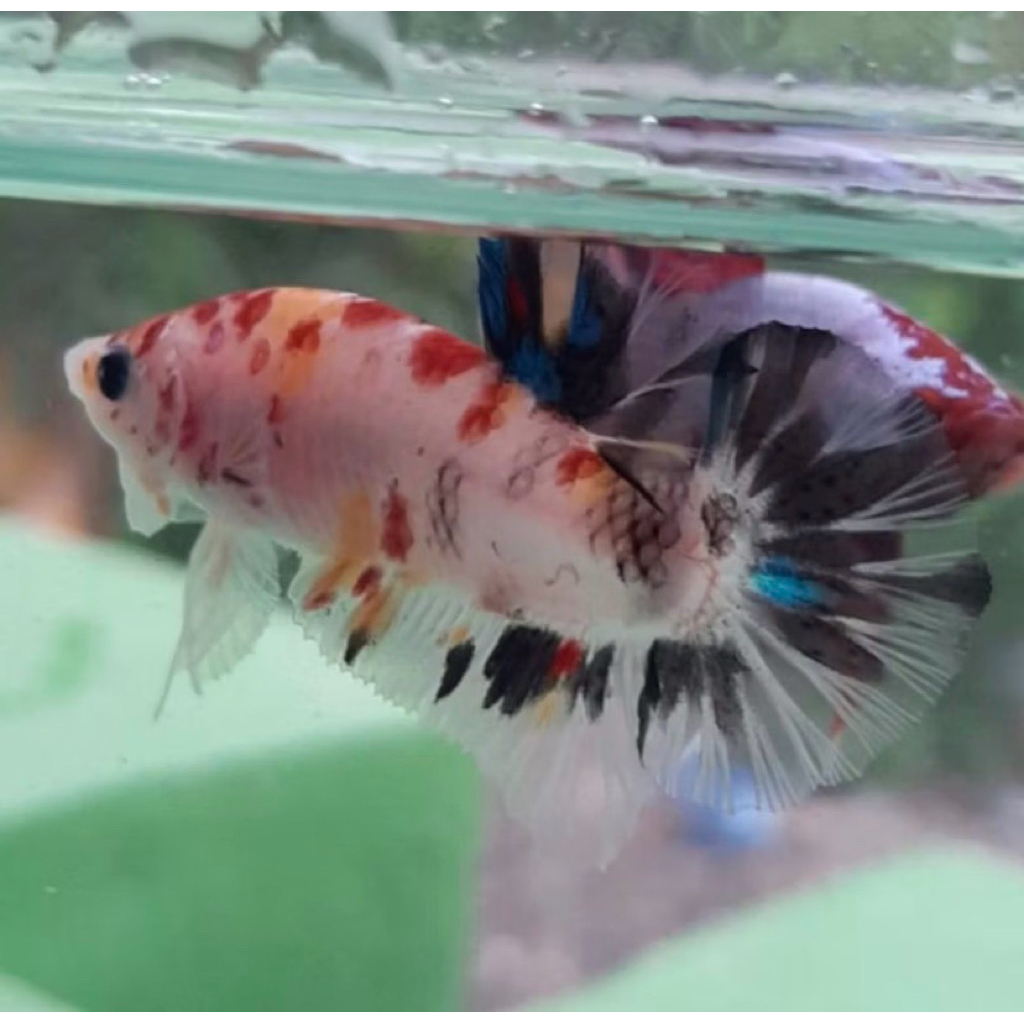 Ikan cupang giant multycolor (1 pair) grade quality