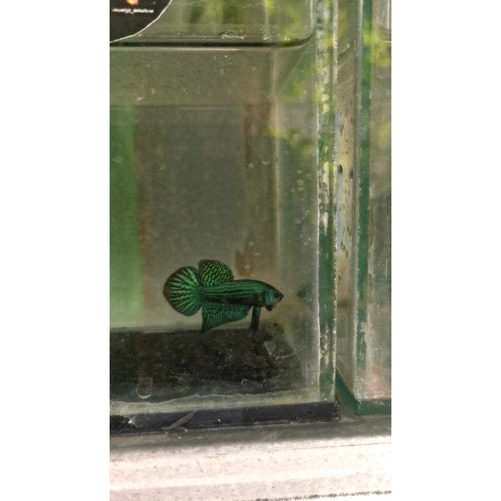Cupang alien green