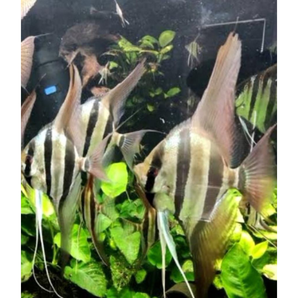 hiasan aquascape manfish altum lokal