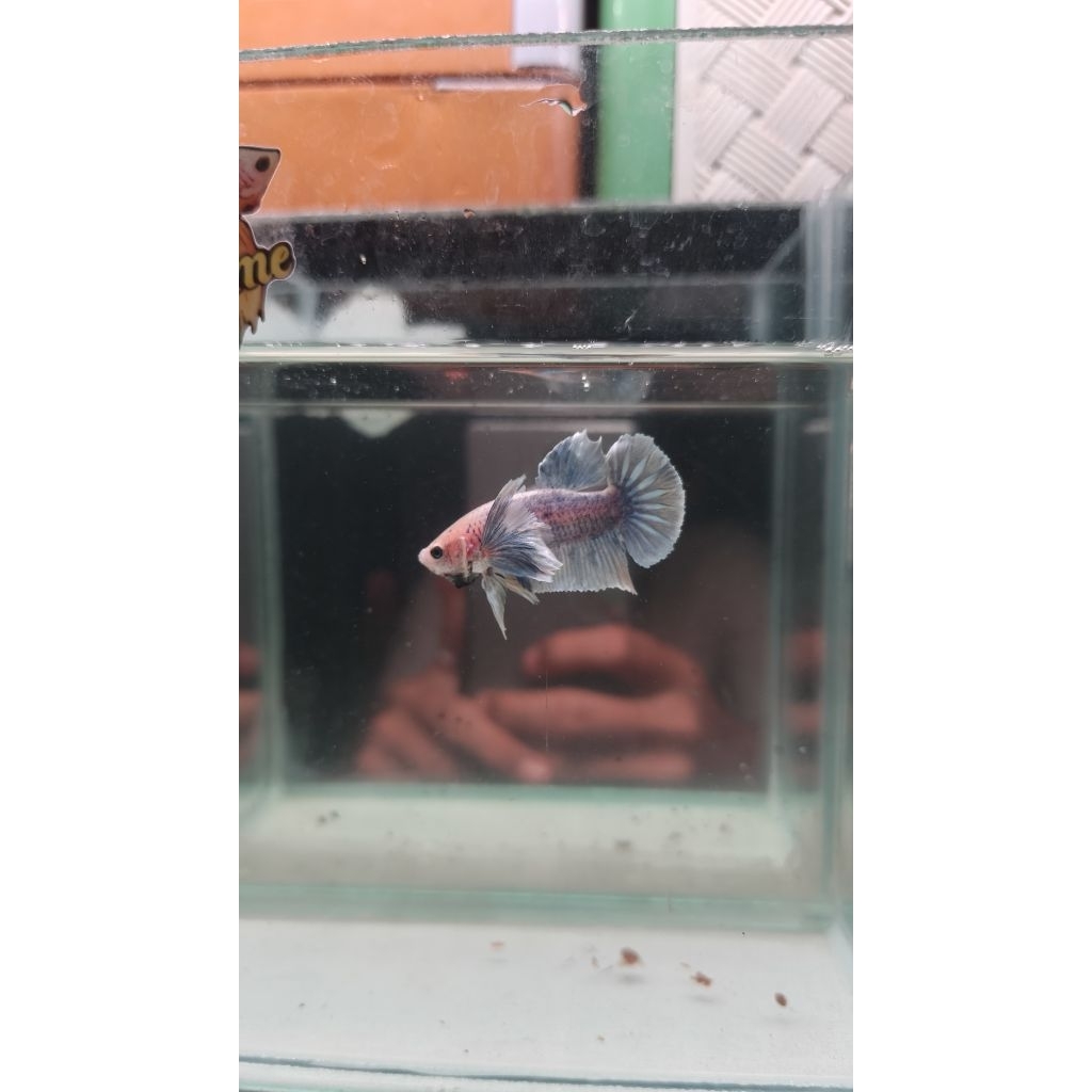 dumbo ear